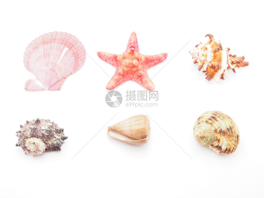 白色上孤立的海壳纪念品海洋装饰野生动物贝壳风格温泉图片