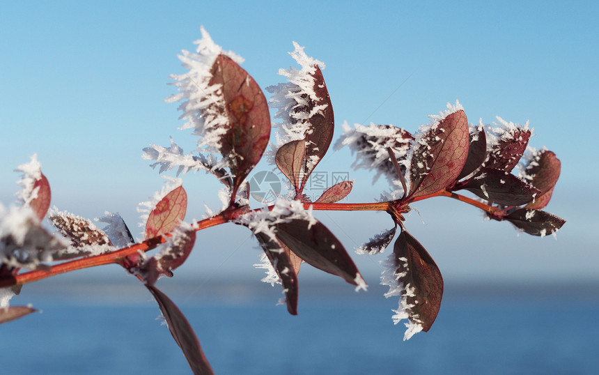 积雪中的巴莓树枝蓝色植物多刺天空白色枝条图片