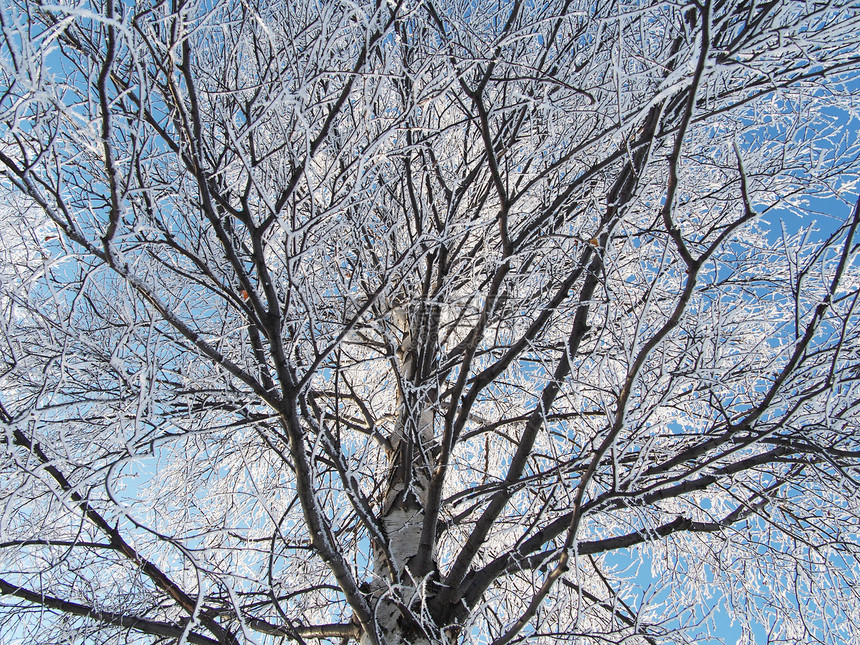 下雪时伯赫森林农村草地泥路地平线场景寒冷桦木风光风景图片