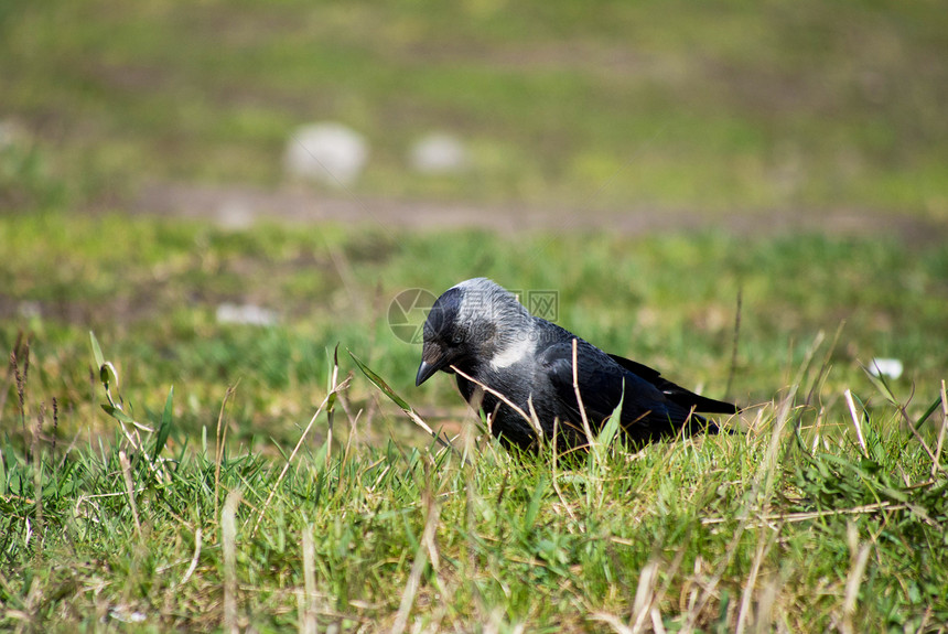 乌鸦在草地上绿色寒鸦农村栖息灰色黑色动物水平野生动物荒野图片