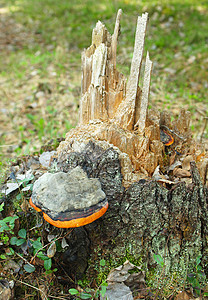 蘑菇一个修剪机帽子木材毒菌树干生长植物树木火种收藏宏观背景图片