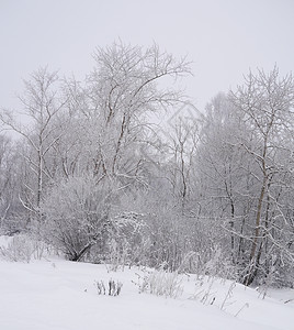 冬季风景国家季节场景天气树木森林孤独雪景场地接龙背景图片