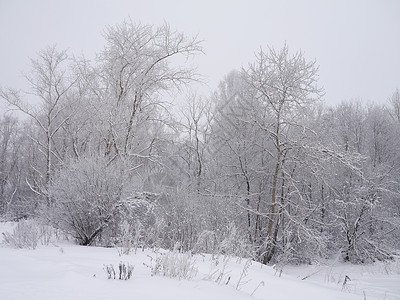冬季风景雪景季节木头接龙森林树木天空场地天气国家背景图片