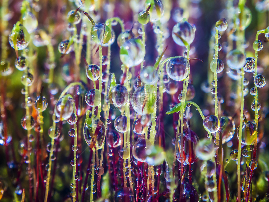 苔上滴水植物群反射力量绿色生活液体墙纸水滴来源淋浴图片