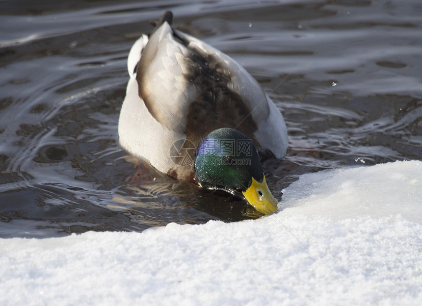 冬天在湖边的鸭子季节性水坑绿色荒野棕色水禽池塘公园野生动物羽毛图片