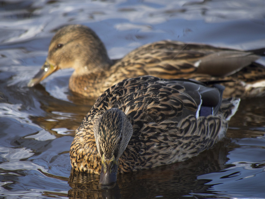 冬天在湖边的鸭子荒野绿色池塘野生动物水禽水坑公园羽毛棕色季节性图片