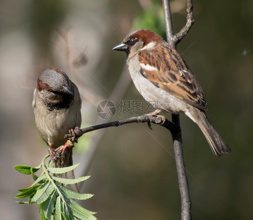 树枝上的麻雀鸟类棕色白喉账单荒野动物群野生动物栖息动物图片