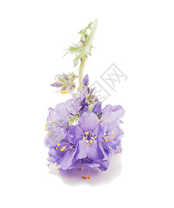 白色背景的蓝花紫色生长野花宏观肌炎植物浅蓝色荒野植物群花瓣背景图片