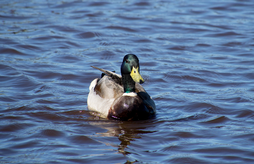 湖边的野鸭绿色棕色荒野观鸟池塘动物伙伴季节性反射水禽图片