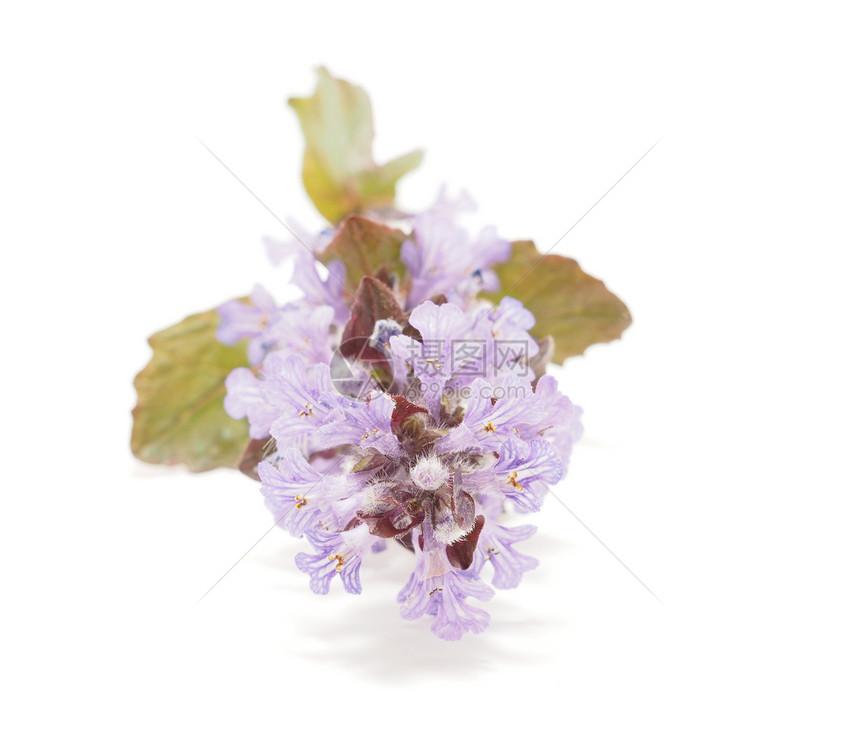 白色背景的Ajuga 花朵紫色蓝色植物野花杂草宏观唇形科植物群对象爬行动物图片