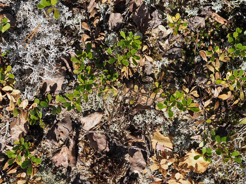 地砖宏观针叶林荒野苔藓森林驯鹿荒地菌类环境植物图片