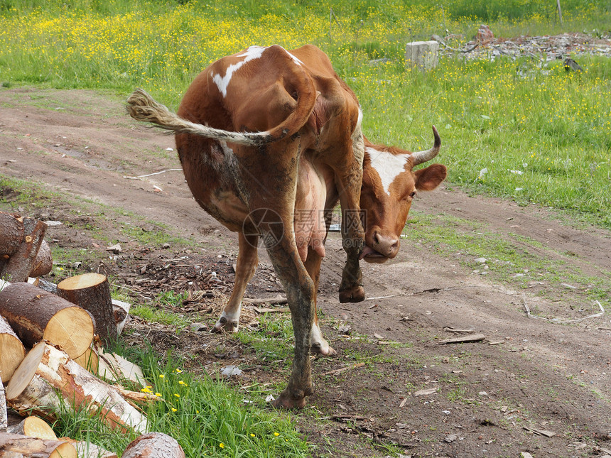 B 村里的奶牛配种牧场哺乳动物牛肉村庄草原场地草地动物动物群图片