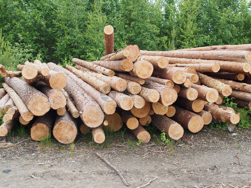 路上的木头林业树桩森林生态环境树干柴堆贮存针叶松树图片