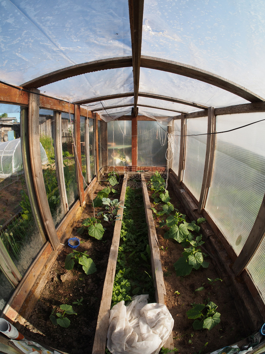 温室气体内部生长塑料苗圃植物花园园艺文化食物绿色植物房子图片