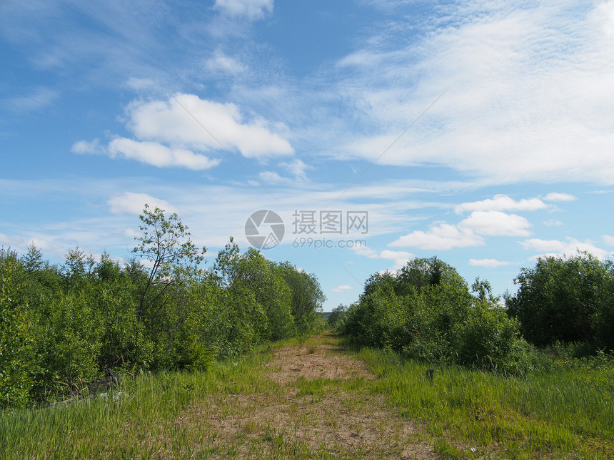 森林道路生态活力季节乡村农村草原场地树木牧场全景图片