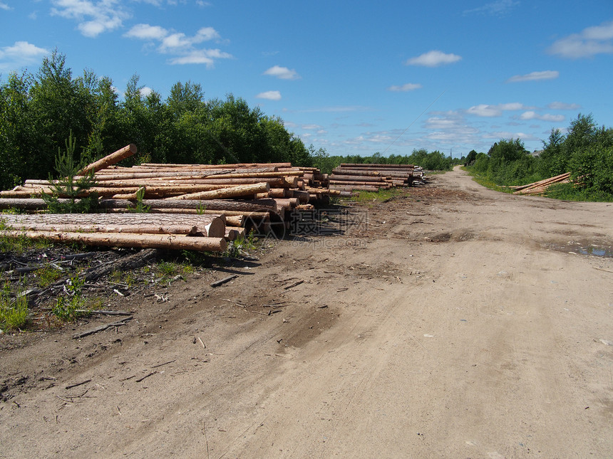 路上的木头资源贮存松树树干木材树桩林业破坏日志营林图片