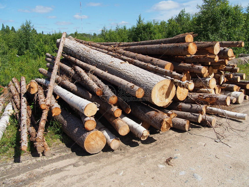 路上的木头贮存生态针叶木材树干破坏柴堆资源木桩记录图片