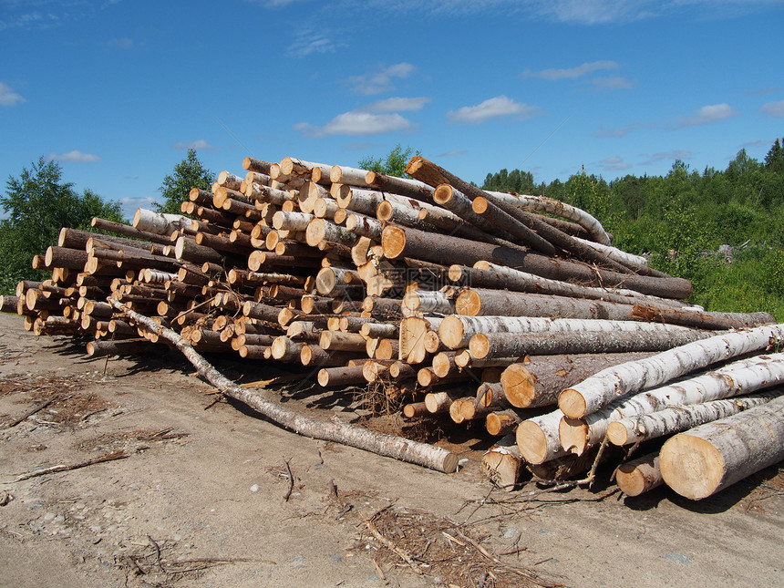路上的木头生态松树森林树干营林木桩卡车环境林地柴堆图片