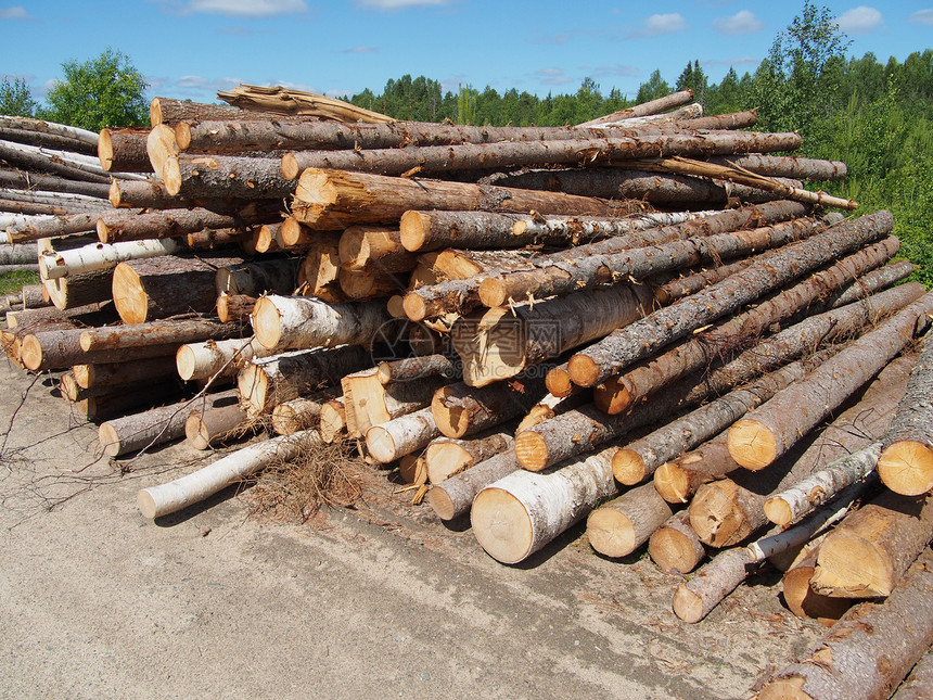 路上的木头日志松树资源森林林地环境树桩破坏针叶生态图片