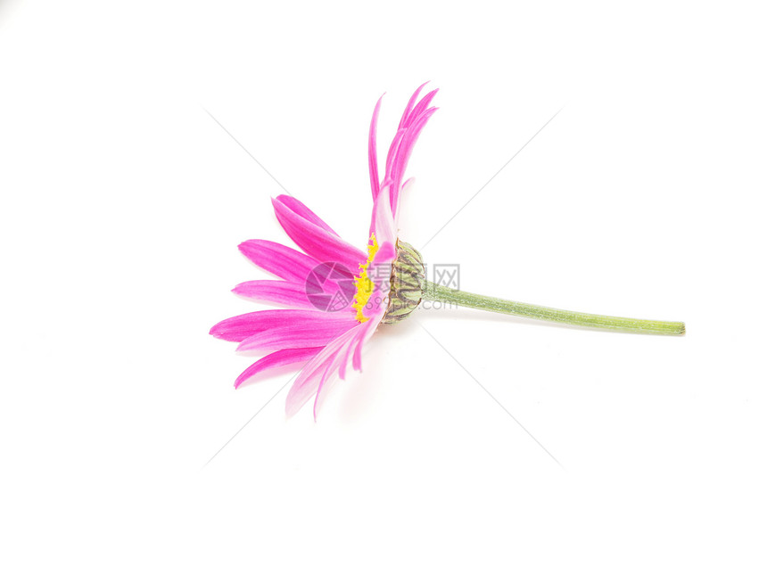 白背景的粉红菊花植物学花瓣白色植物群格柏红色粉色雏菊图片
