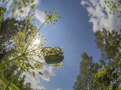 花上染色甲虫鞘翅目龟子红色花粉天线玫瑰金紫檀昆虫学昆虫宏观背景图片