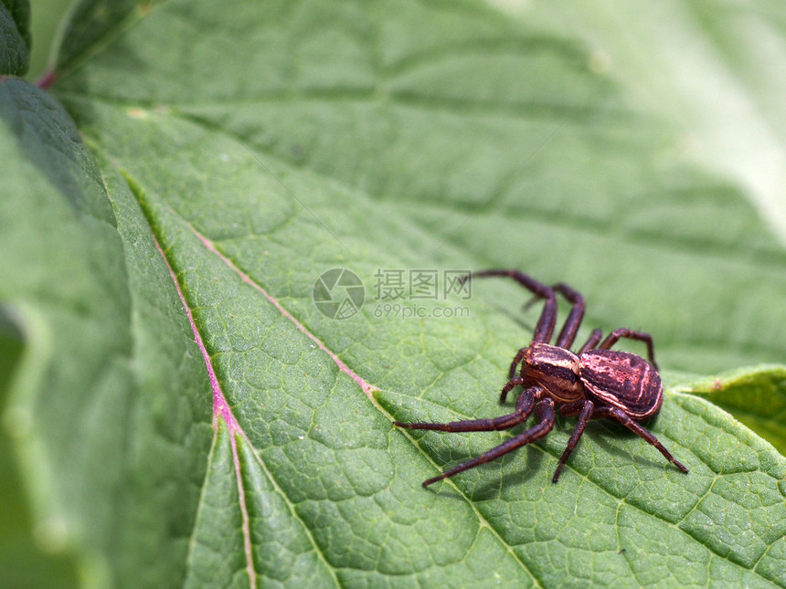 蜘蛛在叶子上捕食者热带狼蛛动物学草丛昆虫学森林猎人动物宏观图片
