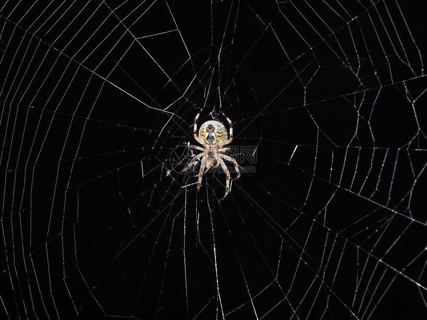 网上蜘蛛项链珍珠昆虫丝绸网络字符串陷阱圆圈钻石飞沫图片