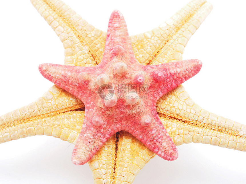 白底的海星生活橙子热带尖刺星星水平摄影工作室白色海滩图片