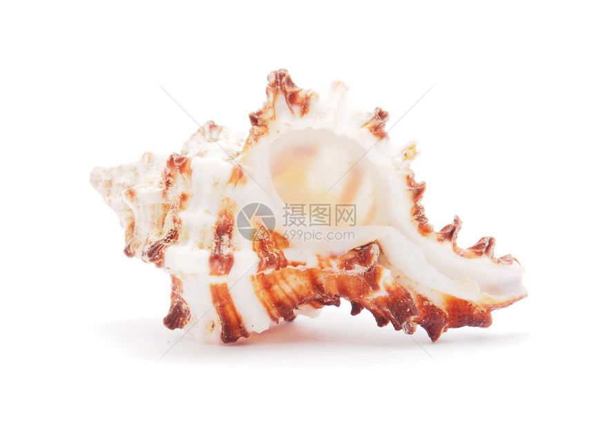 白色上孤立的海壳海洋纪念品装饰贝壳温泉野生动物风格图片