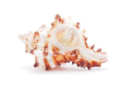 白色上孤立的海壳海洋纪念品装饰贝壳温泉野生动物风格背景图片