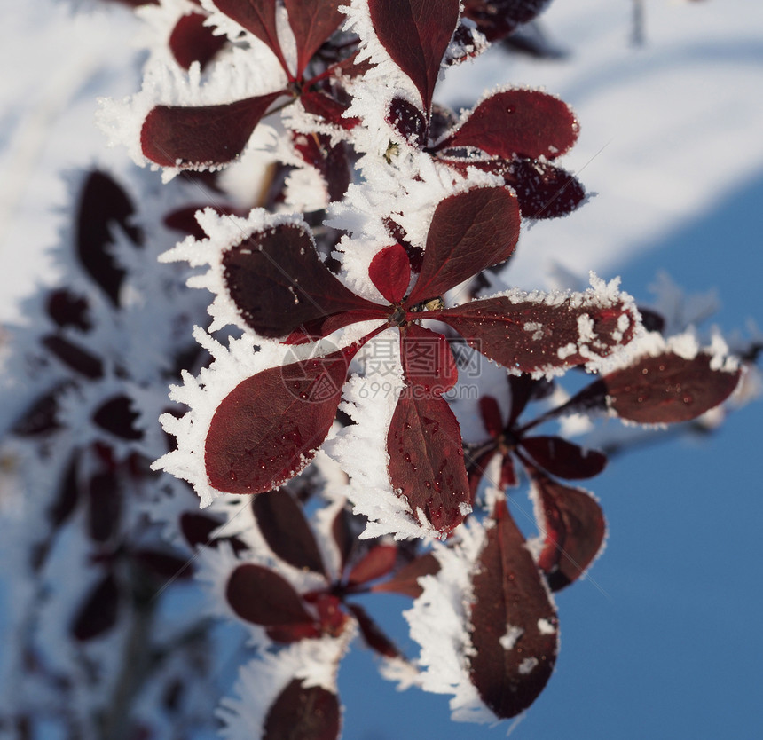 积雪中的巴莓树枝植物枝条多刺天空蓝色白色图片