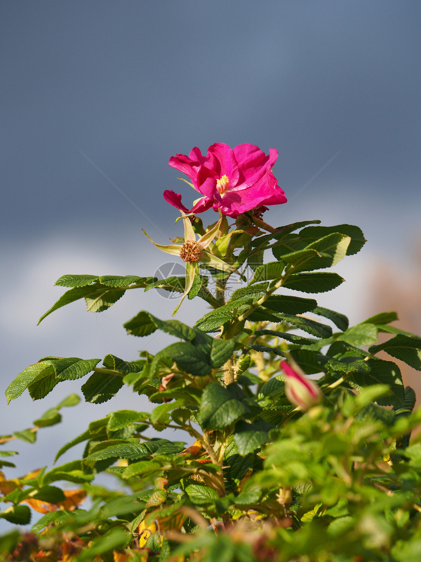 狗玫瑰罗萨卡尼娜花朵粉色季节植物花园绿色花瓣叶子植物学图片