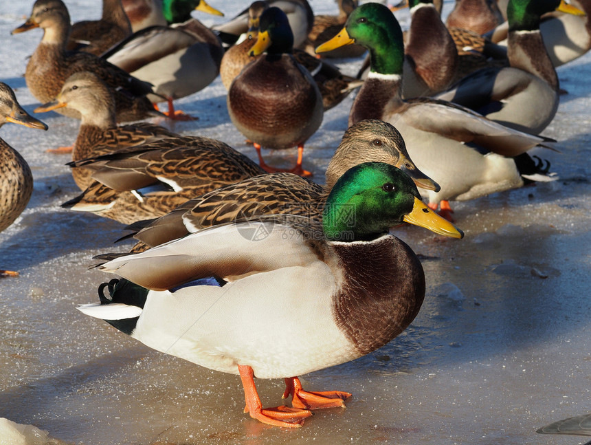 冬天在湖边的鸭子公园季节性水坑棕色绿色野生动物池塘水禽羽毛荒野图片