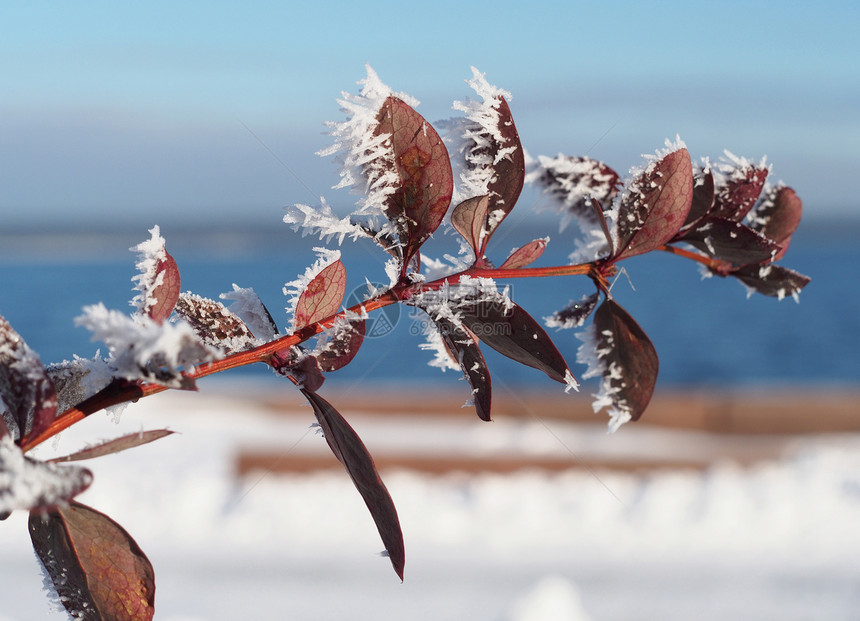 积雪中的巴莓树枝植物枝条白色多刺天空蓝色图片