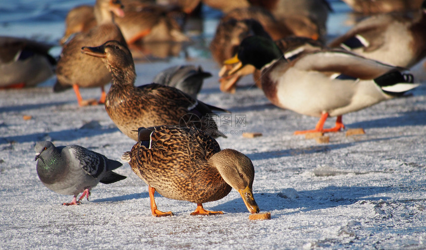 冬天在湖边的鸭子水禽池塘野生动物公园棕色水坑羽毛绿色荒野季节性图片