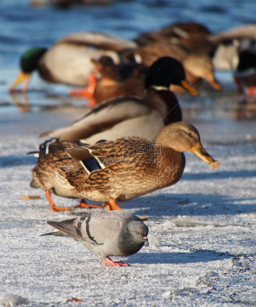 冬天在湖边的鸭子池塘水禽荒野季节性野生动物棕色水坑羽毛公园绿色图片