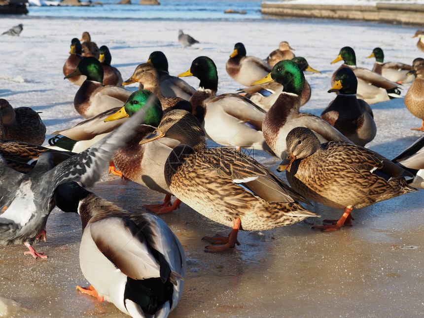 冬天湖边的鸟儿海鸥叶子反射绿色红色鸽子黄色阳光衬套鸭子图片