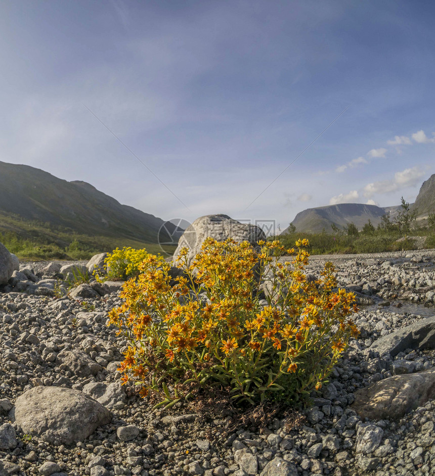 山中的花朵旅行岩石自由远足公园花田森林树木劳苦场地图片