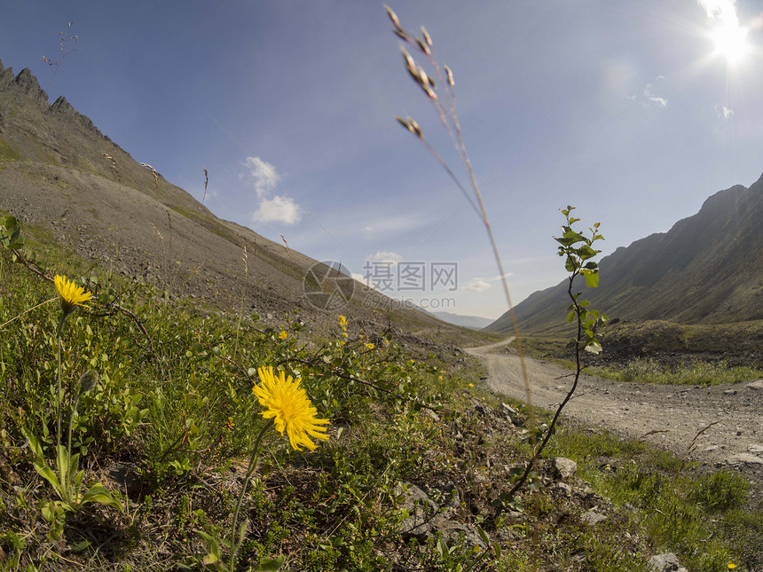 山中的花朵自由劳苦岩石国家旅行公园花田远足荒野树木图片