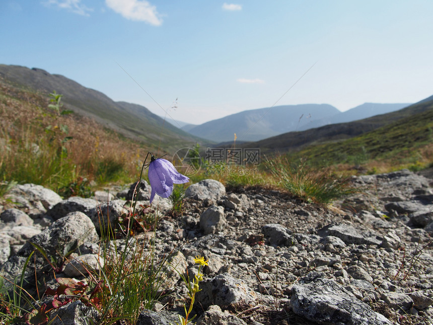 山中的花朵花田旅行树木荒野国家场地森林远足劳苦岩石图片