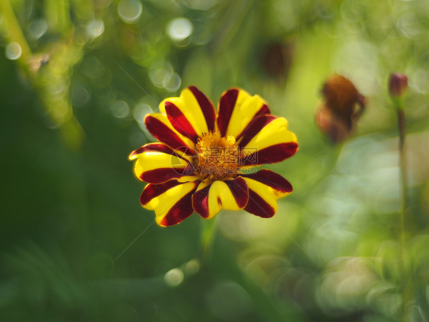 马里金季节树叶橙子植物学雏菊团体花瓣金子幸福场地图片