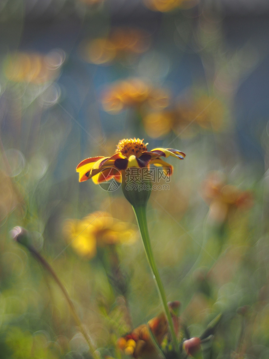 马里金杂草季节金子花瓣植物团体生长幸福花园植物学图片