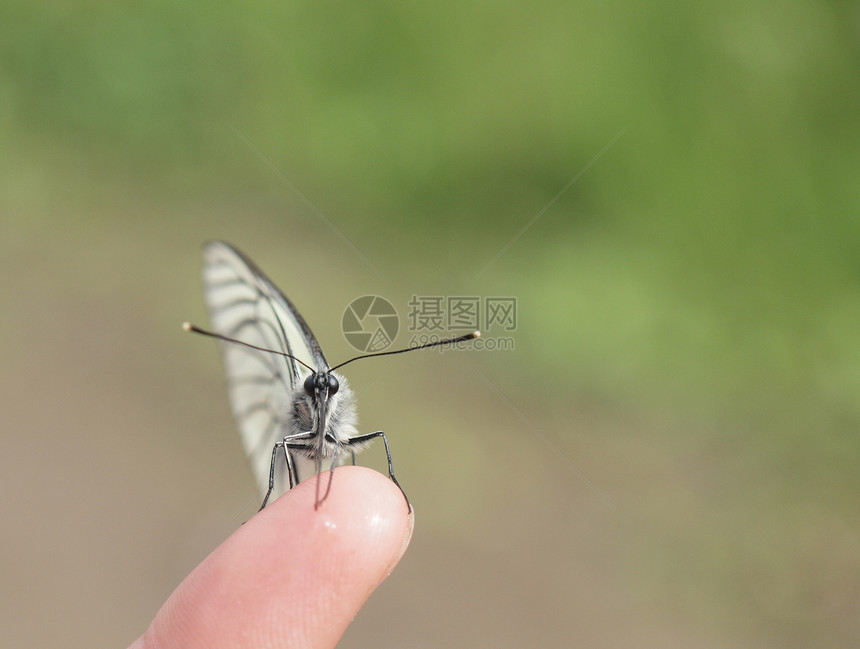 白蝴蝶黑色小胡子手指白色绿色翅膀动物昆虫眼睛生活图片