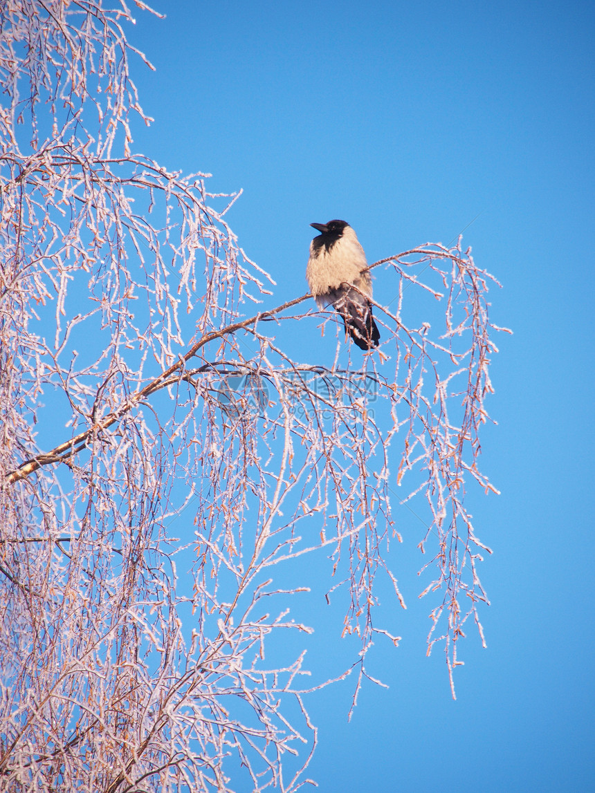 冬天在树枝上的乌鸦 日落荒野树木野生动物天空白色场景灰色羽毛地形沉思图片