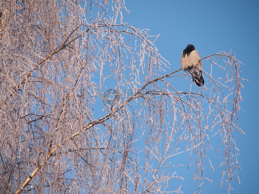 冬天在树枝上的乌鸦 日落白色季节黑色灰色地形沉思羽毛树木荒野天空图片