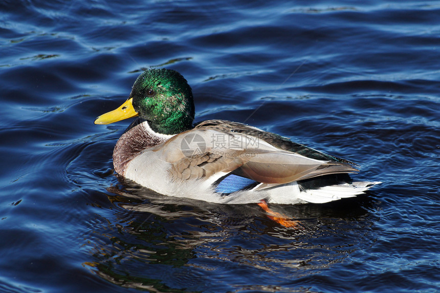 鸭子公园季节性池塘羽毛伙伴游泳荒野棕色野生动物水禽图片