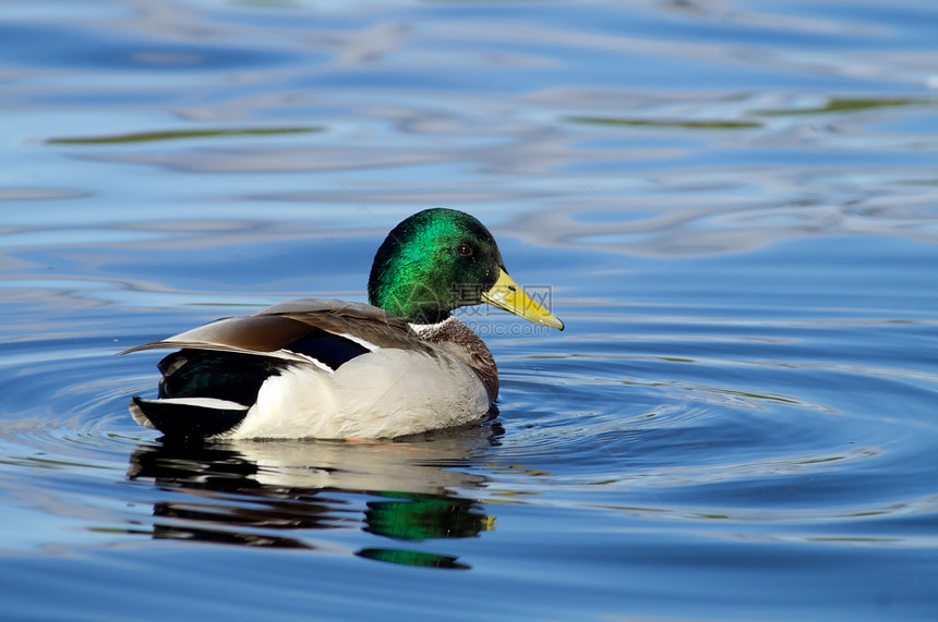湖边的鸭子账单季节羽毛野生动物鸟类水坑猎人池塘反射观鸟者图片
