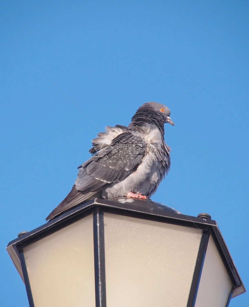 坐在街灯上的石鸽摇滚街道框架蓝色天空鸽子灰色晴天荒野伦巴图片