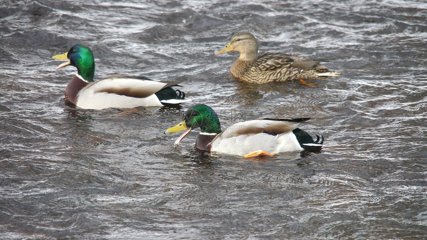 冬天在河上鸭子摄影翅膀池塘荒野季节性绿色野生动物羽毛冻结白色图片