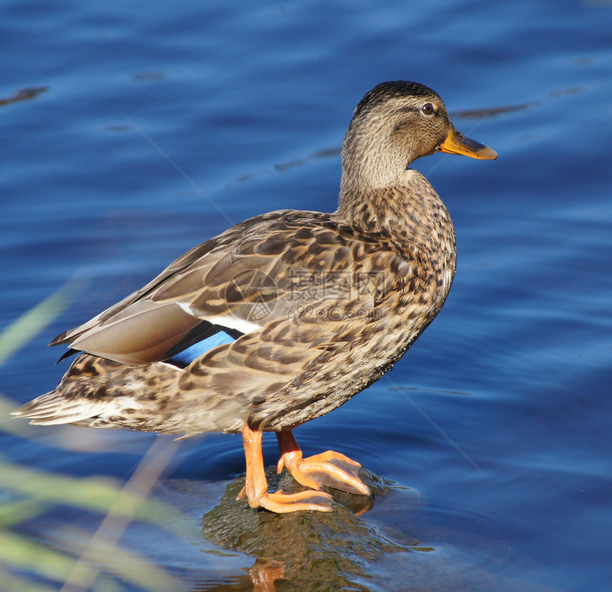 鸭子季节性反射羽毛绿色伙伴游泳荒野水禽公园棕色图片